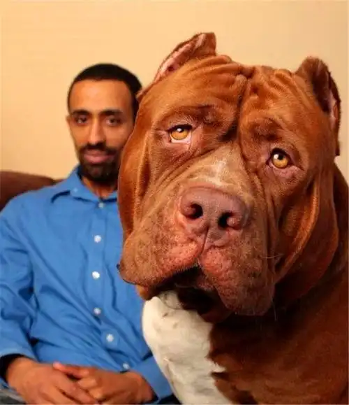 全球最大的比特犬,主人可以将它当马骑,跳起来跟个小狮子一样_成家人