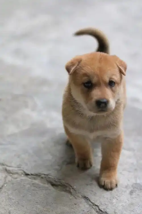 中华田园犬也是很可爱的