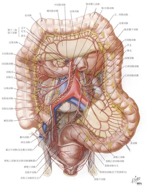肠系膜下动脉69·end·全网最全的解剖图库,千万不要错过300 神经