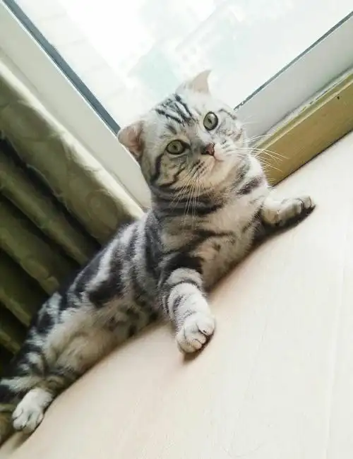 虎斑折耳立耳弟弟找老婆啦