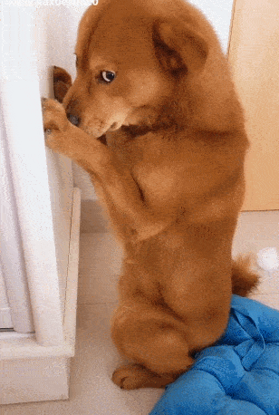 原创狗狗拆家被罚站面壁思过时的眼神让人笑喷