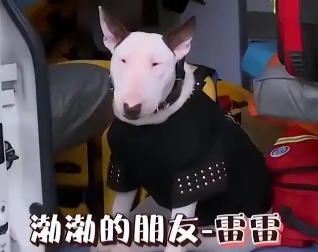 8位像动物的明星,王一博肖战还能忍,看到易烊千玺:简直是神似