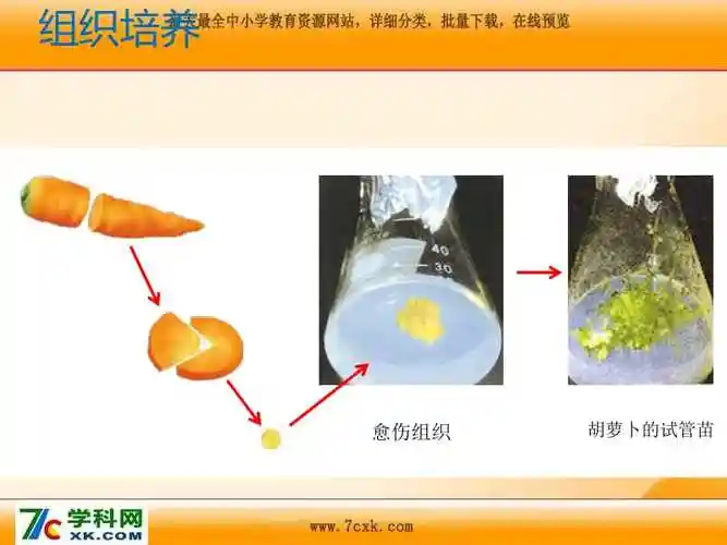 【正文】 组织培养愈伤组织胡萝卜的试管苗将植物体的部分组织或细胞