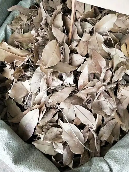 中药材杉木寄生杉树寄生每件500克