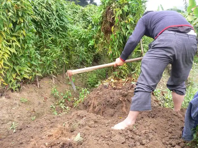 潮阳姜薯的品质特色与生产地域的关联性