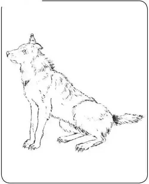 二十种动物绘画结构和方法教程:通过绘画图解,简单易学的绘画