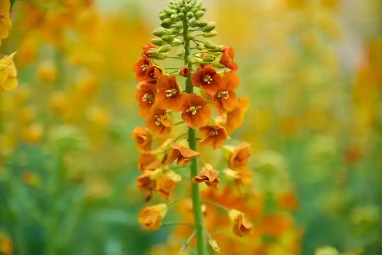 江西农大彩色油菜花再添7种新色