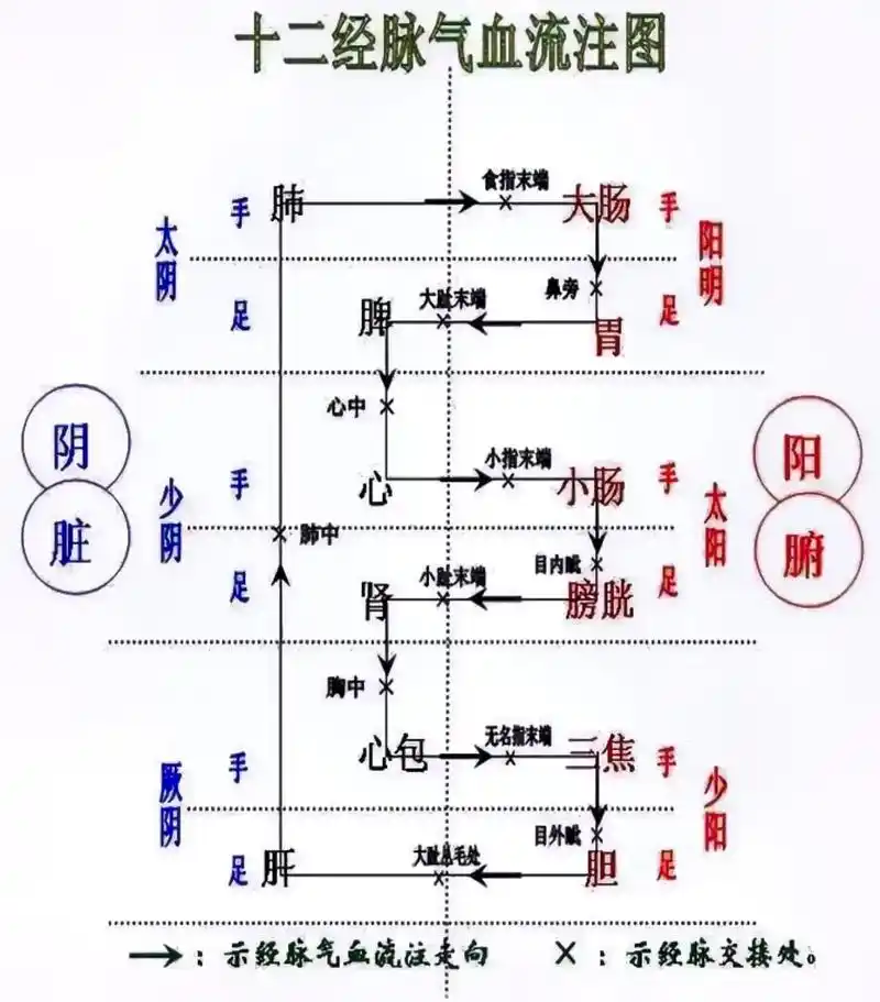 十二经络循环图 - 抖音