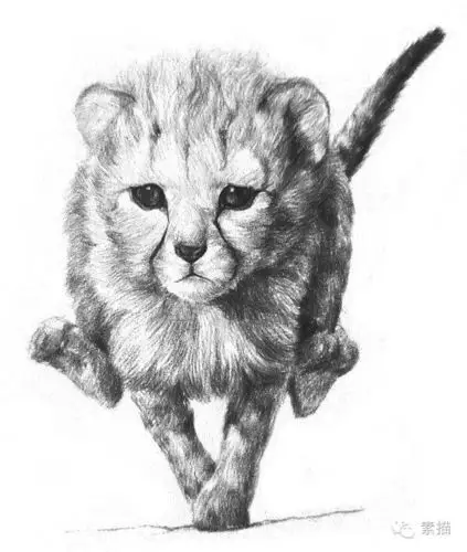 素描一只奔跑中的小猎豹入门绘画教程