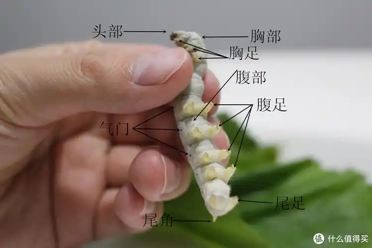 勾起童年的回忆 — 春蚕养成小记