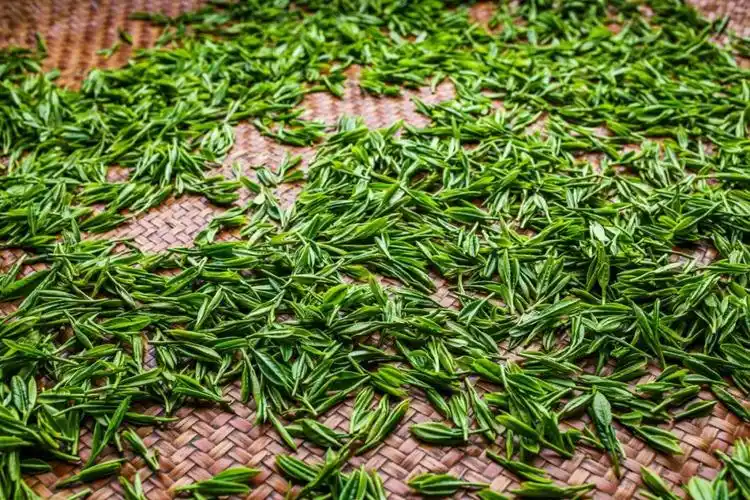 形美色绿的覃塘毛尖茶,香郁味醇好滋味