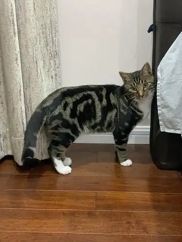 上海虎斑狸花猫无偿领养