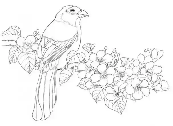 黑白花鸟线描100例第一篇