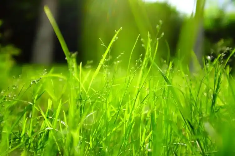 阳光下的青草～fuji x100s 亚