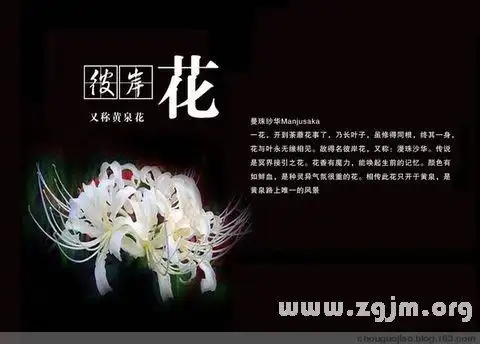 彼岸花的传说 彼岸花的花语