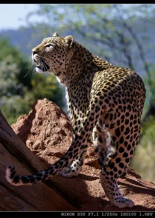 花豹—走进非洲动物篇(一)
