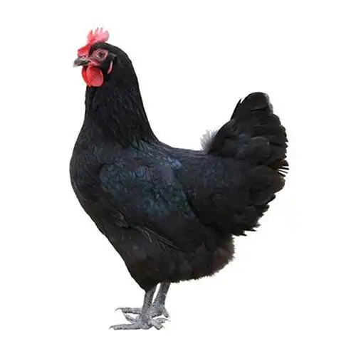 黑鸡(1只装)