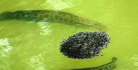 黑鱼如此凶猛为何没有泛滥成灾
