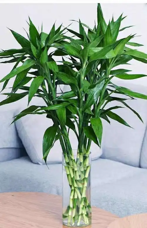 水养富贵竹怎样才能长得茂盛:养好富贵竹4个小步骤(8)