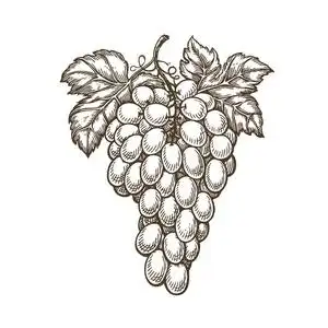 手绘的一串葡萄. 水果葡萄园葡萄酒素描. 复古矢量照片