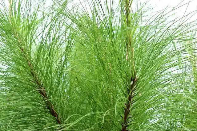 松叶的生长环境和功能