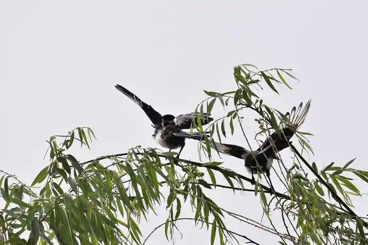 树梢上落了两只小喜鹊