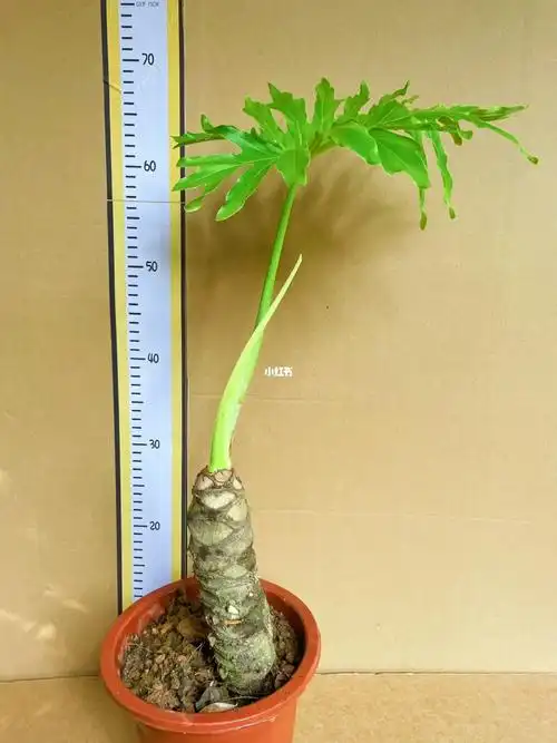 春羽龙鳞, 高50cm, 新叶漂亮 龙鳞高20cm