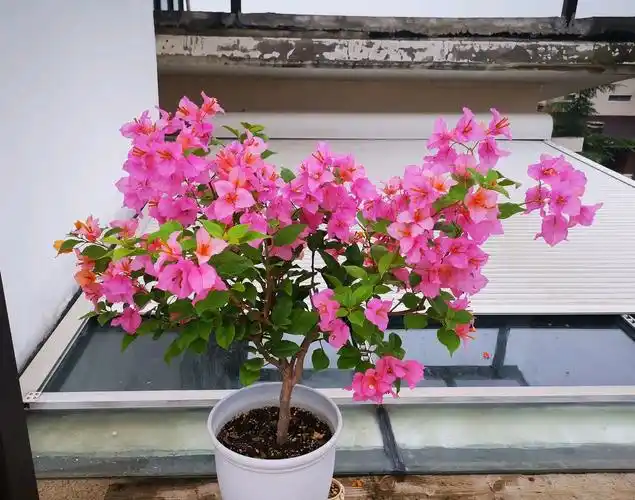 三角梅"变色龙"—花色多变,丰花勤花,好看又好养,你值得拥有