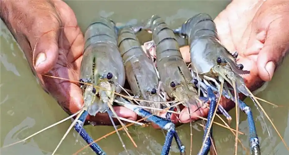 泰国大虾肉多膏满