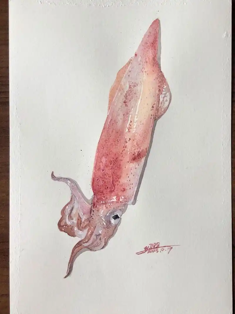水彩鱿鱼 手账本画完了,画个小稿,水彩海鲜手绘
