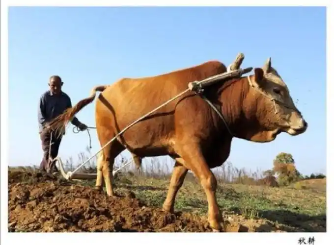 老黄牛 文‖老调重弹