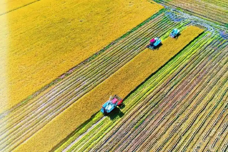 再夺大丰收全力保粮安昼夜割晒按下秋收快进键
