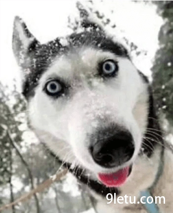 表情包:→ 点此获取正规游戏试玩软件~那网络用语中充满智慧的眼神是