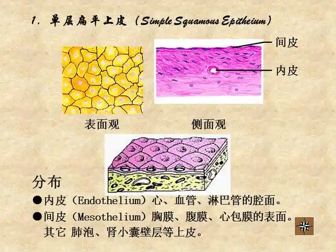 组织学与胚胎学上皮组织ppt课件ppt