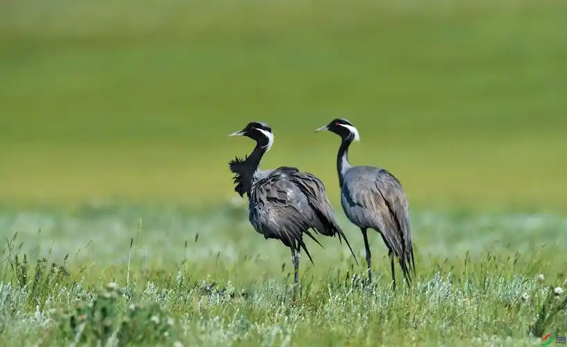 克什克腾大草原的仙鹤
