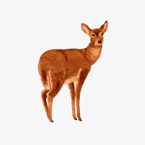 野生动物素材免费下载_觅元素