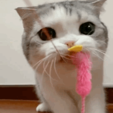 网红猫咪泡芙表情包