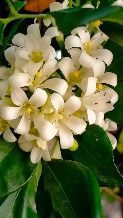 九里香……这小白花气味真的香😘😘😘😗😗😗 - lql校长 -