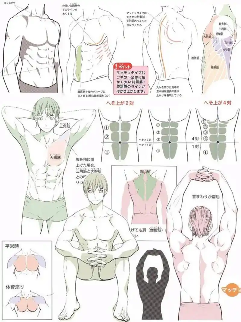 帅气的男性腹肌画法,还得看这套教程 分享一组男生的肌肉画法,学会画