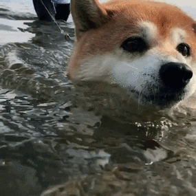 二汪gif游泳gif搞笑gif可爱gif淘气gif