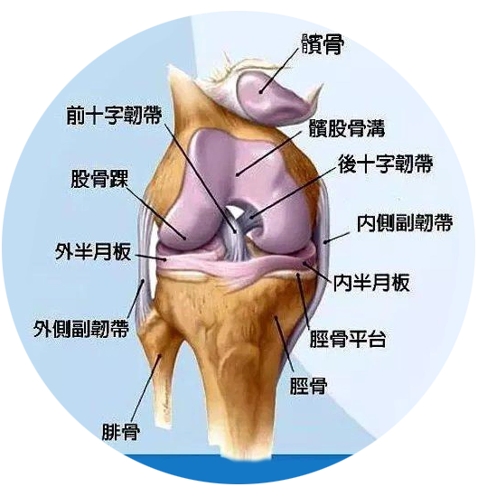 是人体最复杂最大的关节,属于滑车关节;髌骨与股骨髌面相接,股骨的内