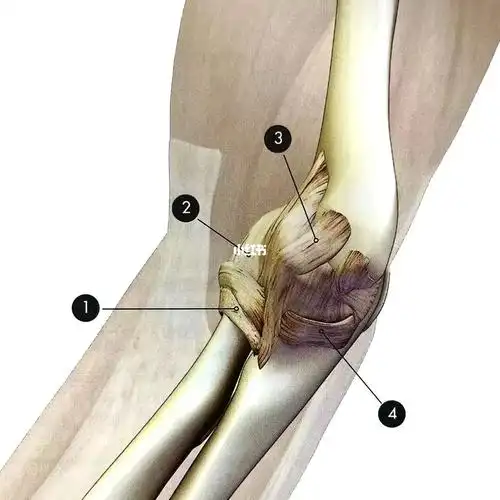 今日瑜伽手肘韧带