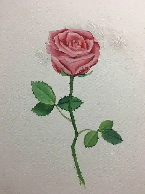 水粉画玫瑰花简单画法玫瑰花的水粉画法