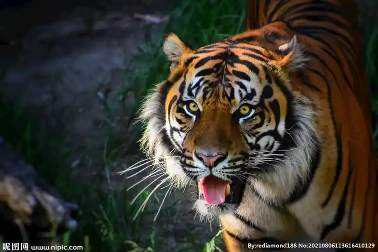 漂亮的老虎摄影图片