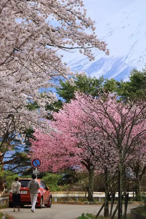 樱花季的日本,一人同游东京,镰仓,富士山 - 美篇