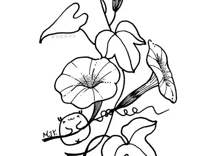 新手也可以画的牵牛花简笔画,详细步骤图讲解,不屈不挠 - 简书