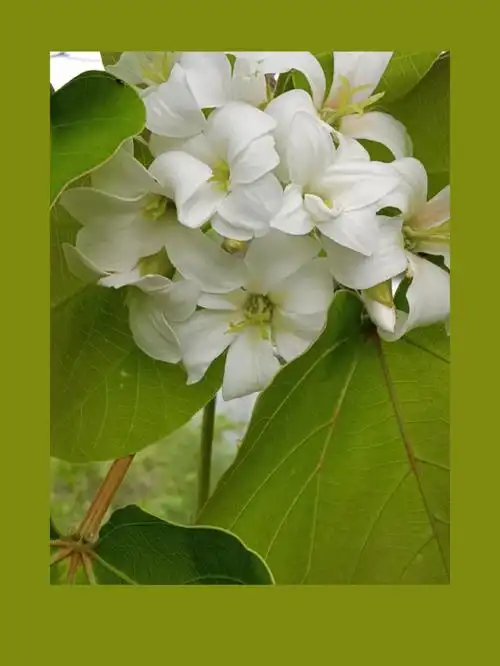 油桐花  #野生蘑菇查看更多评论笔记作者heart