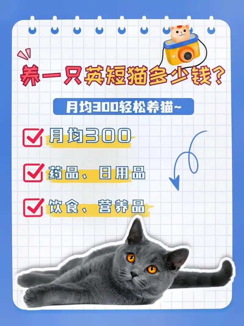 养一只英短猫多少钱?月均300轻松养猫 part.1 硬件篇 - 抖音