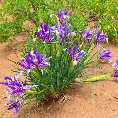 花种马兰子马蔺耐旱涝盐碱适应适应性性强花草绿植