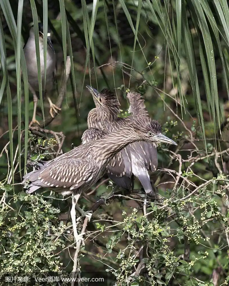 黑冠夜鹭幼鸟的特写视图栖息在一个树枝上看父母的鸟显示羽毛,头,喙